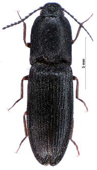 Crepidophorus