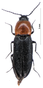 Cardiophorus