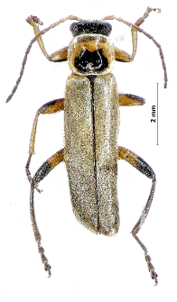 Metacantharis