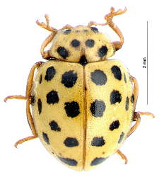 Psyllobora
