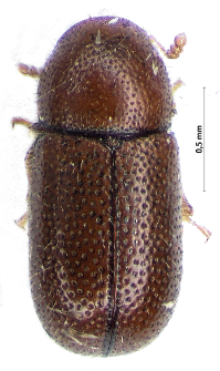 Ropalodontus