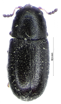 Sulcacis