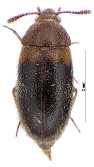 Triphyllus