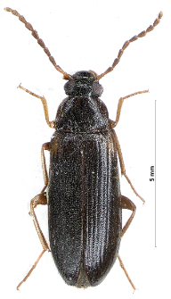 Mycetochara