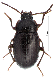 Nalassus