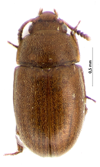 Pentaphyllus