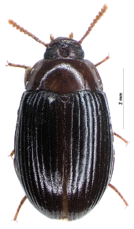 Platydema