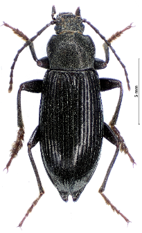 Stenomax