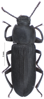 Tenebrio