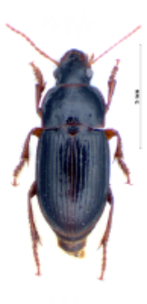 Harpalus laevipes (Zetterstedt, 1828)