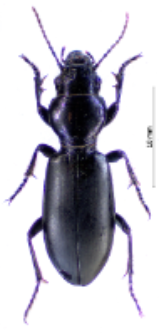 Broscus