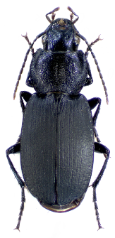 Licinus