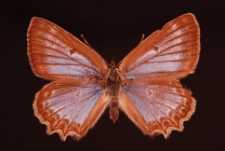 Polyommatus