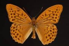 Argynnis