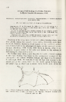 A case of self-healing of a broken forearm in Myotis brandtii (Eversmann, 1845)