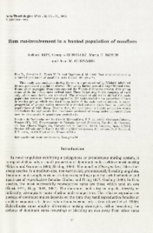 Ram rut-involvement in a hunted population of mouflons