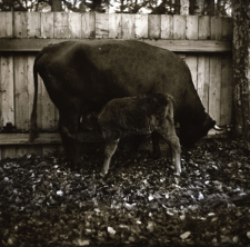 [Fama z matką krową czp. Alma(4)]