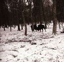 [Walczące mieszańce]