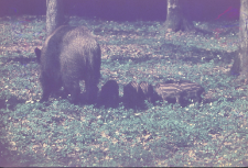 Dzik Kwika z młodymi