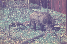 Dzik Kwika z młodymi