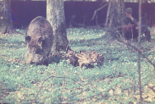 Dzik Kwika z młodymi