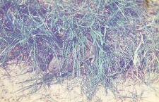Microtus agrestis
