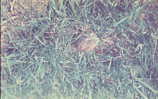 Nornica ruda (Clethrionomys glareolus)