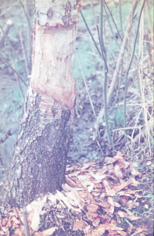 Brzoza cięta przez bobry