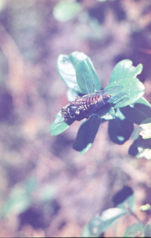 Cykada (Cicadetta montana)