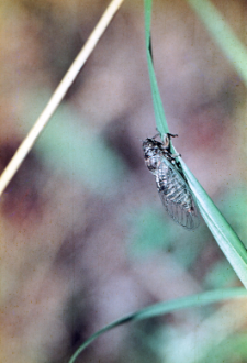 Linka cykady ("Historia jednej cykady"). Numery odpowiadają kolejnym stadiom wylęgu Imago