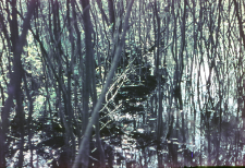 Działalność bobr&oacute;w (cięcia, ścieżka transportowa za nową tamą na rozlewisku)