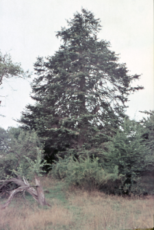 Jodła olbrzymia (Arhoretum)