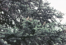 Jodła olbrzymia (Arboretum)