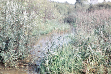 Stanowisko bobr&oacute;w nad rzeką Hwoźną