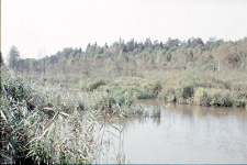 Stanowisko bobr&oacute;w nad rzeką Hwoźną