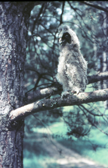 Sowa uszata (Asio otus) juv.