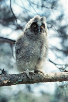 Sowa uszata (Asio otus) juv.