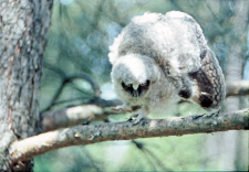 Sowa uszata (Asio otus) juv.
