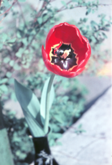 Tulipan