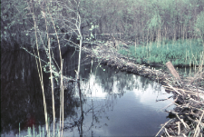 Tama na rzece Hwoźna założona przez bobry