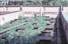 Zagroda nr 5 wiwarium, bez nornic