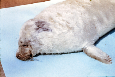 Halichoerus grypus (Foka) nr 85413