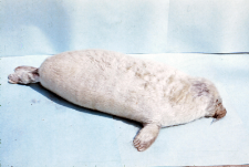 Halichoerus grypus (Foka) nr 85413