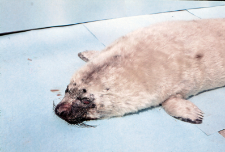 Halichoerus grypus (Foka) nr 85412