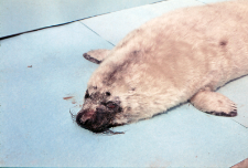 Halichoerus grypus (Foka) nr 85412