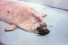 Halichoerus grypus (foka) nr 85412