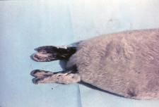 Halichoerus grypus (foka) nr 85412