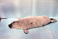 Halichoerus grypus (foka) nr 85412
