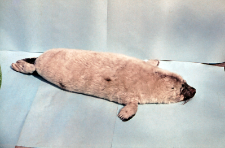 Halichoerus grypus (foka) nr 85412