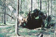 Złom świerkowy - r&oacute;żne ujęcia